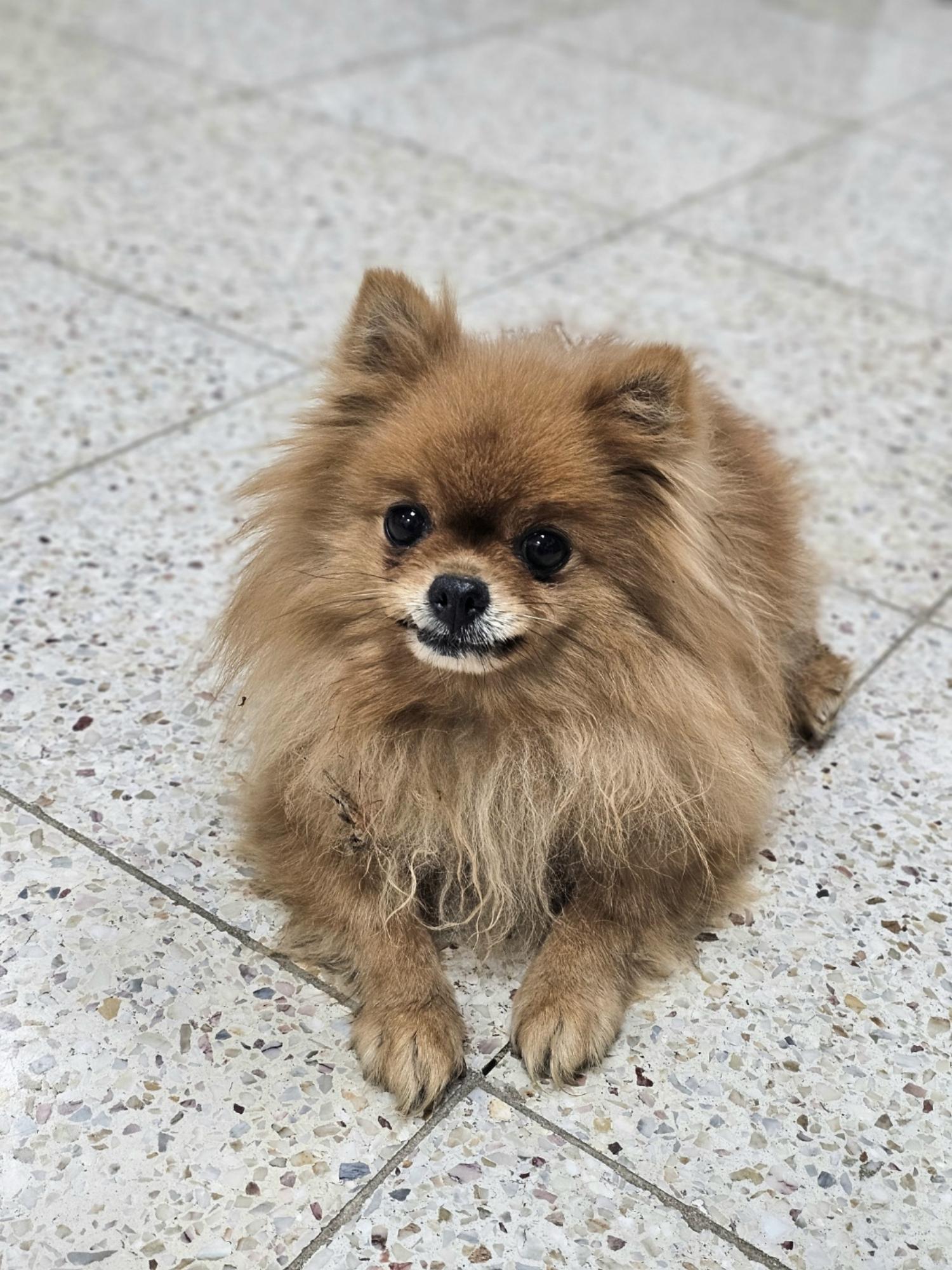 포메라니안 이미지 파일 입니다.