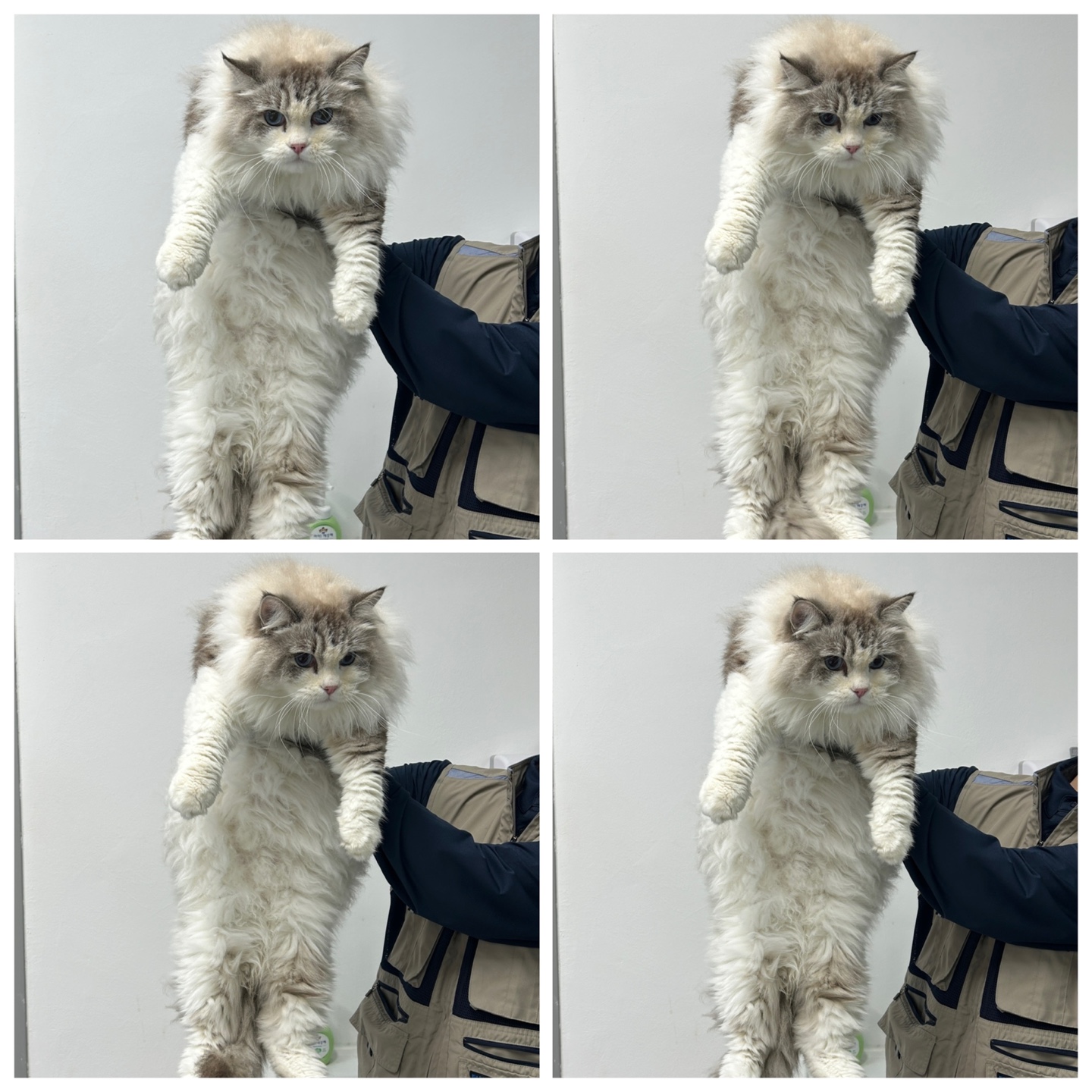 레그돌 이미지 파일 입니다.