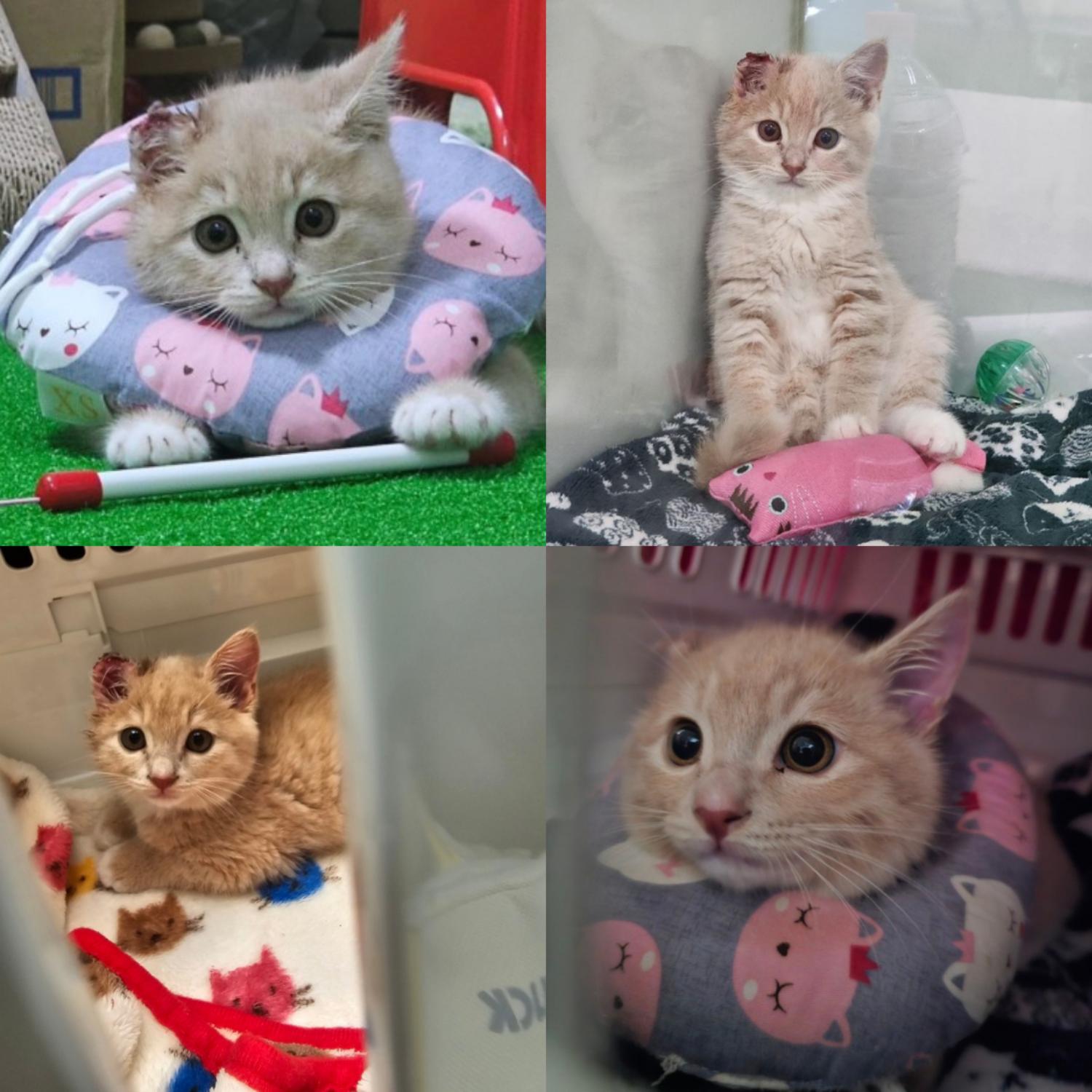 믹스묘 이미지 파일 입니다.