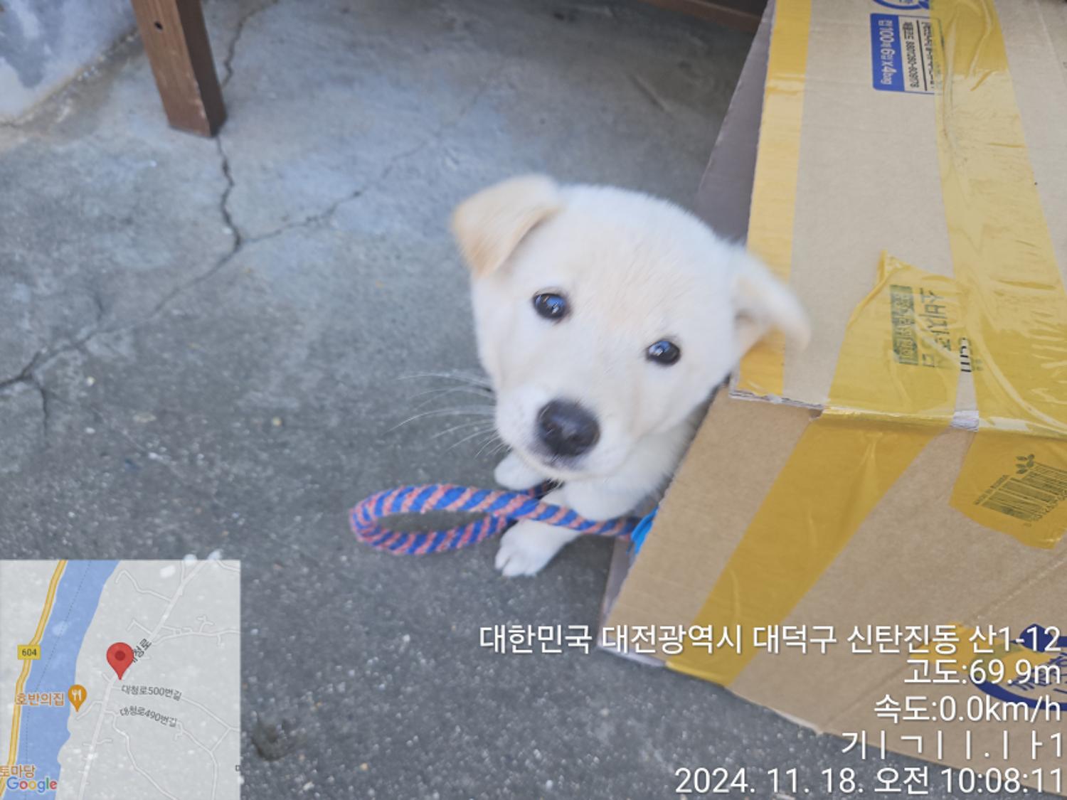 믹스견 이미지 파일 입니다.