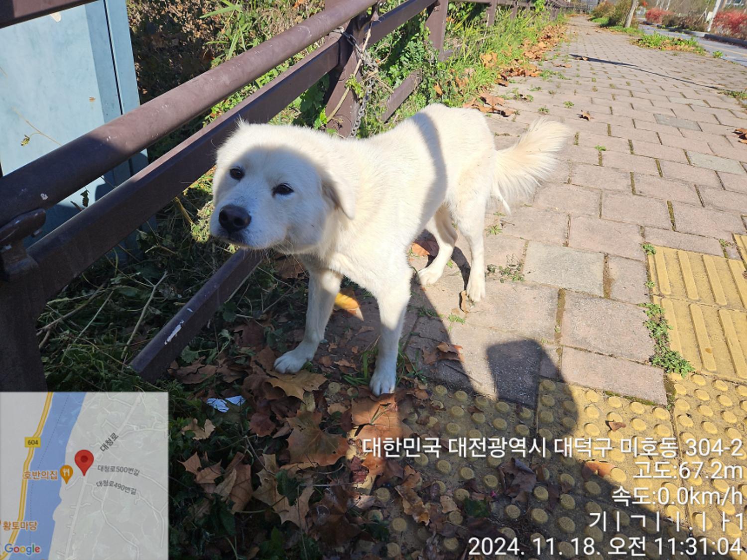 진도견 이미지 파일 입니다.