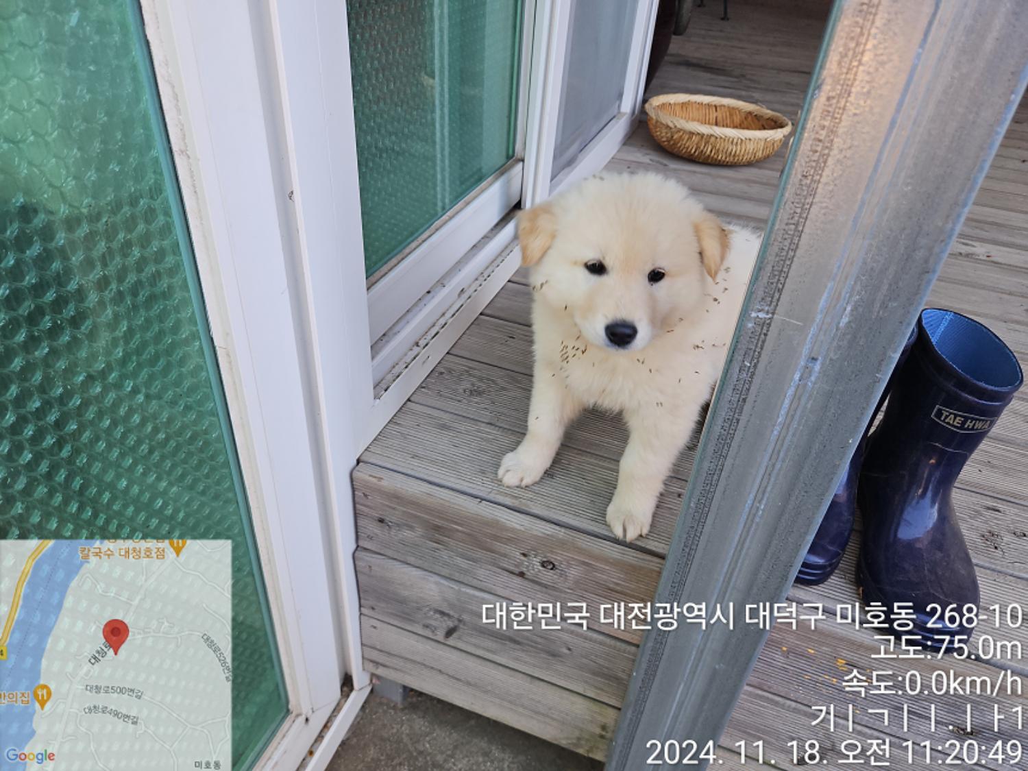 믹스견 이미지 파일 입니다.