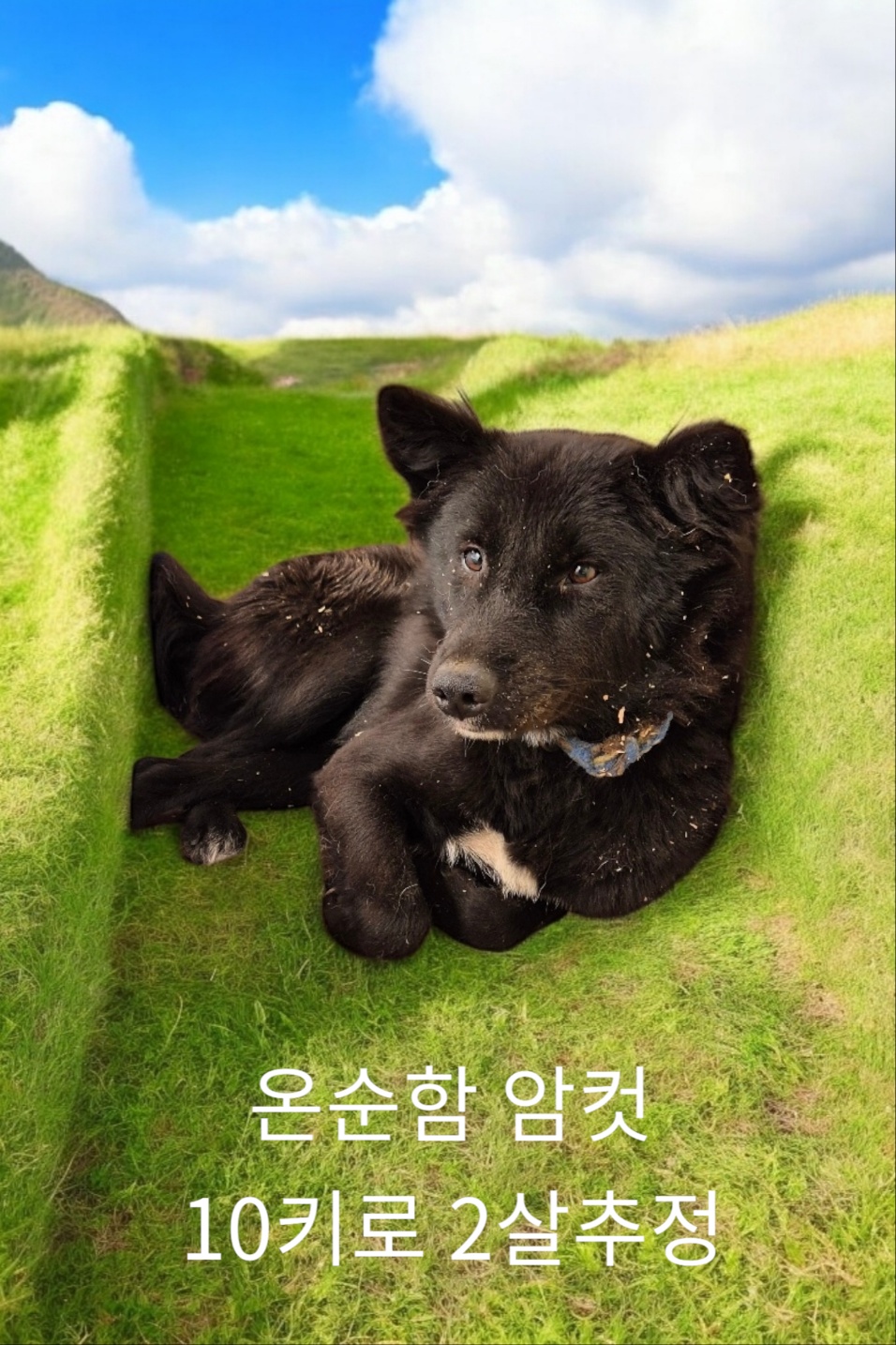 진도견 이미지 파일 입니다.