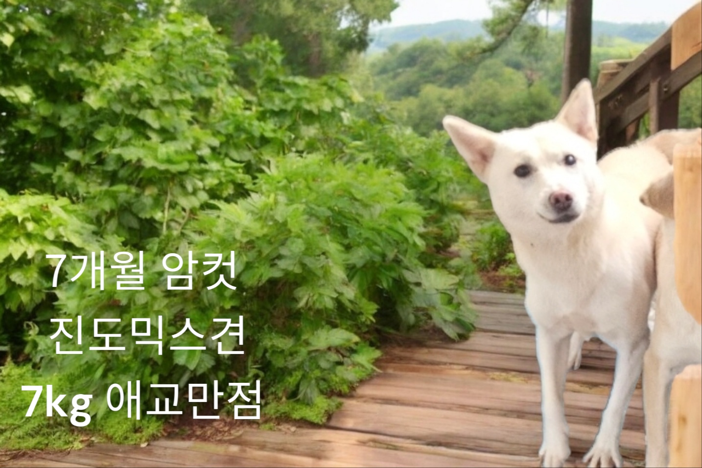 진도믹스 이미지 파일 입니다.