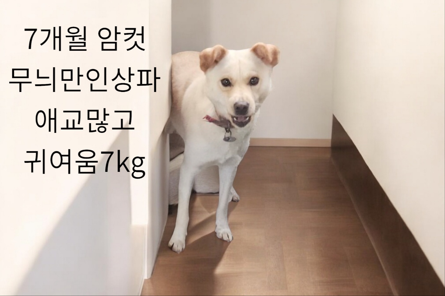진도믹스 이미지 파일 입니다.