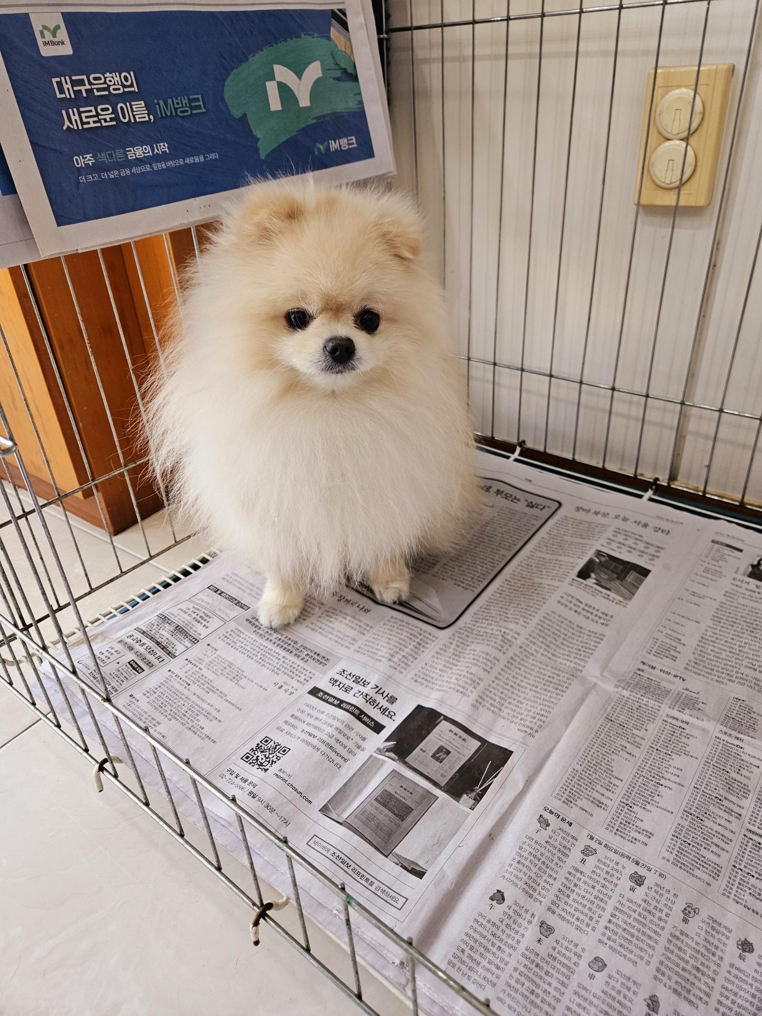 포메라니안 이미지 파일 입니다.