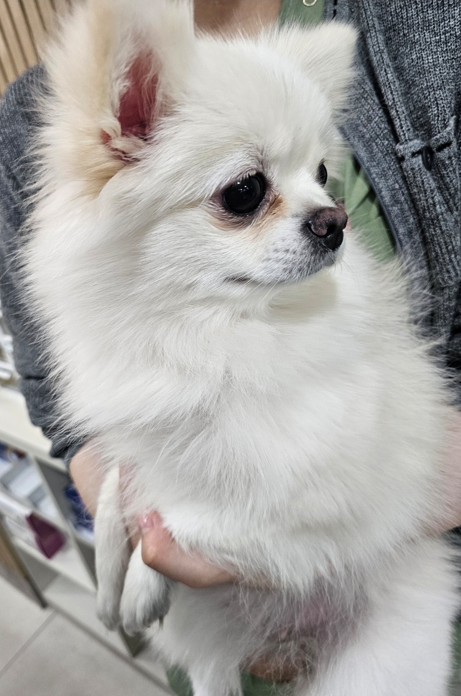 포메라니안 이미지 파일 입니다.