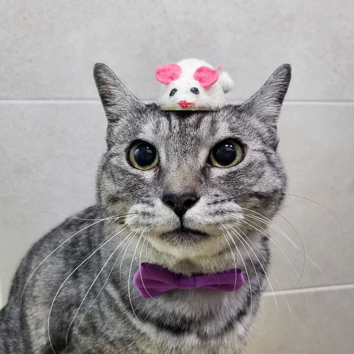믹스묘 이미지 파일 입니다.