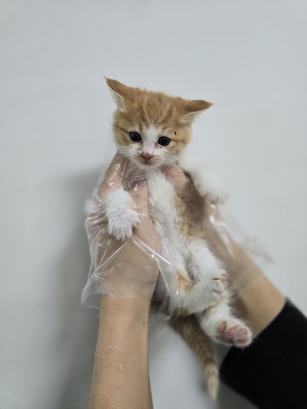 한국 고양이 이미지 파일 입니다.
