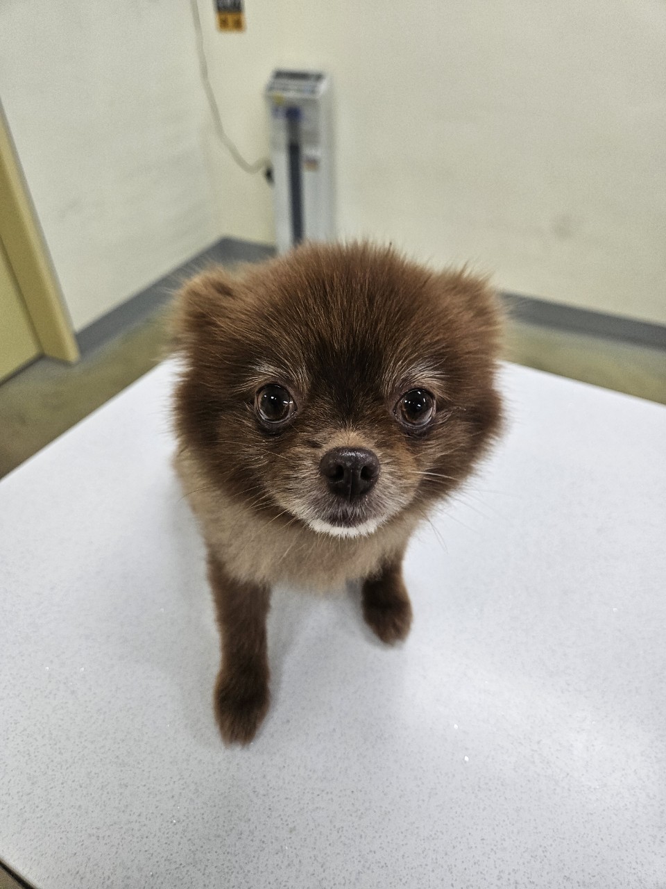 포메라니안 이미지 파일 입니다.