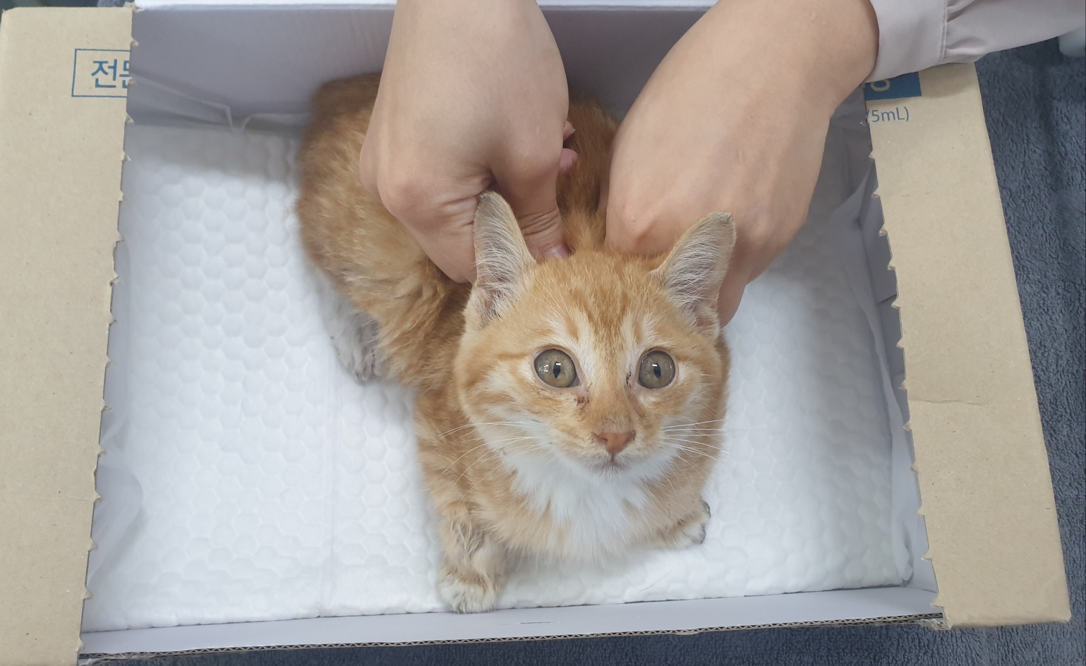 한국 고양이 이미지 파일 입니다.