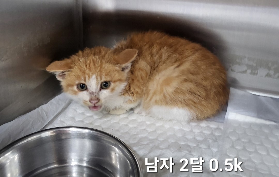 한국 고양이 이미지 파일 입니다.