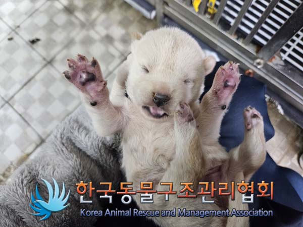 믹스견 이미지 파일 입니다.