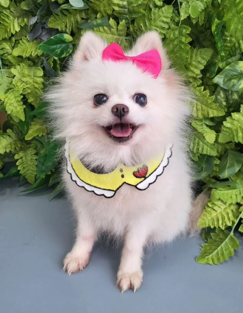 포메라니안 이미지 파일 입니다.