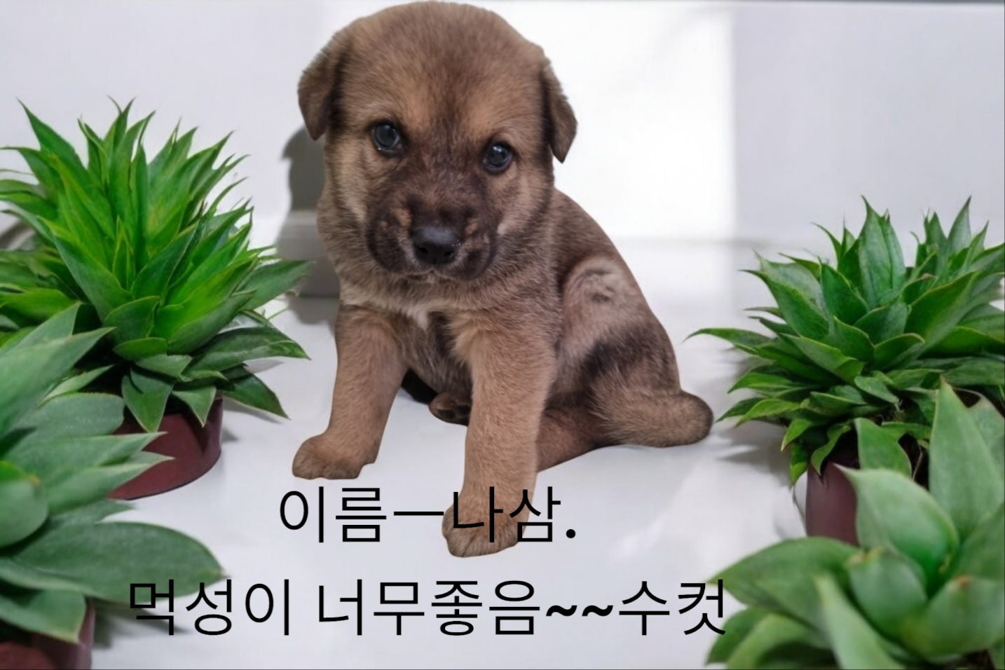 진도믹스 이미지 파일 입니다.