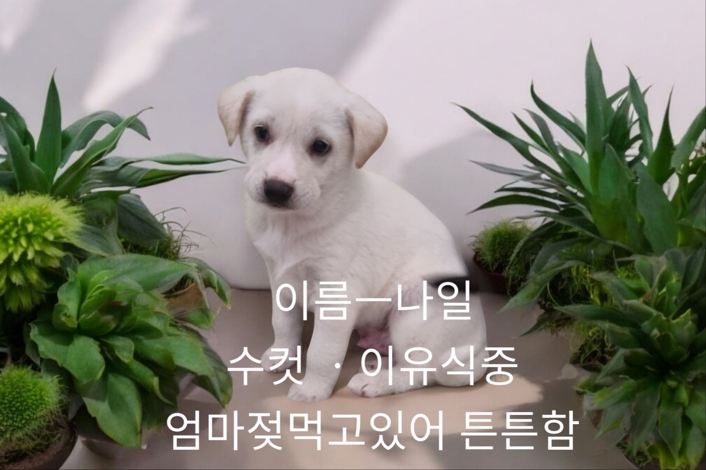 진도믹스 이미지 파일 입니다.
