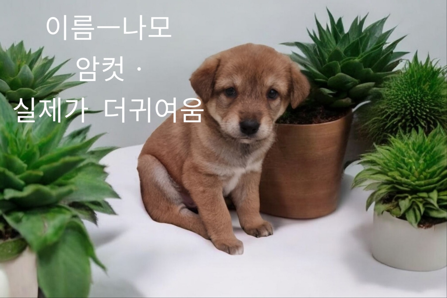 진도믹스 이미지 파일 입니다.