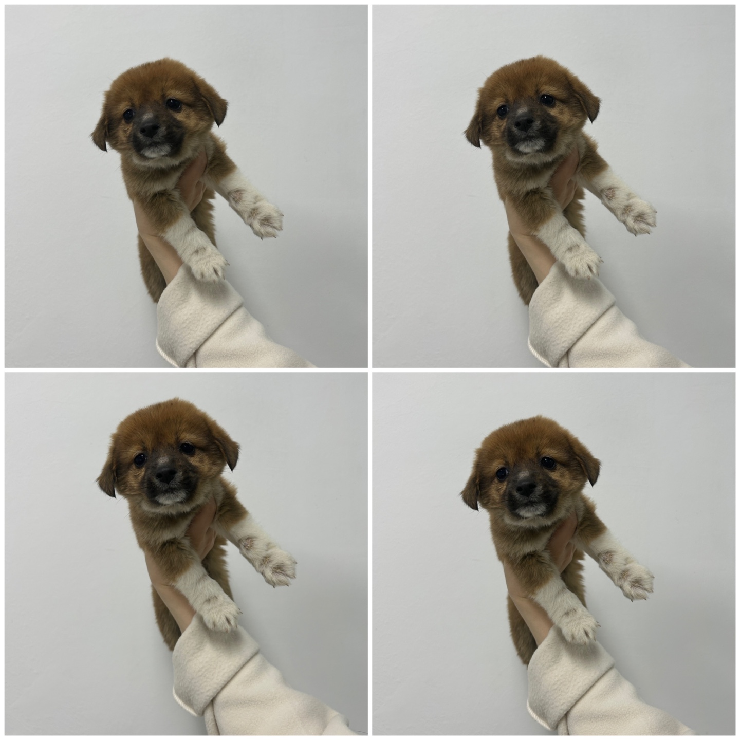 믹스견 이미지 파일 입니다.