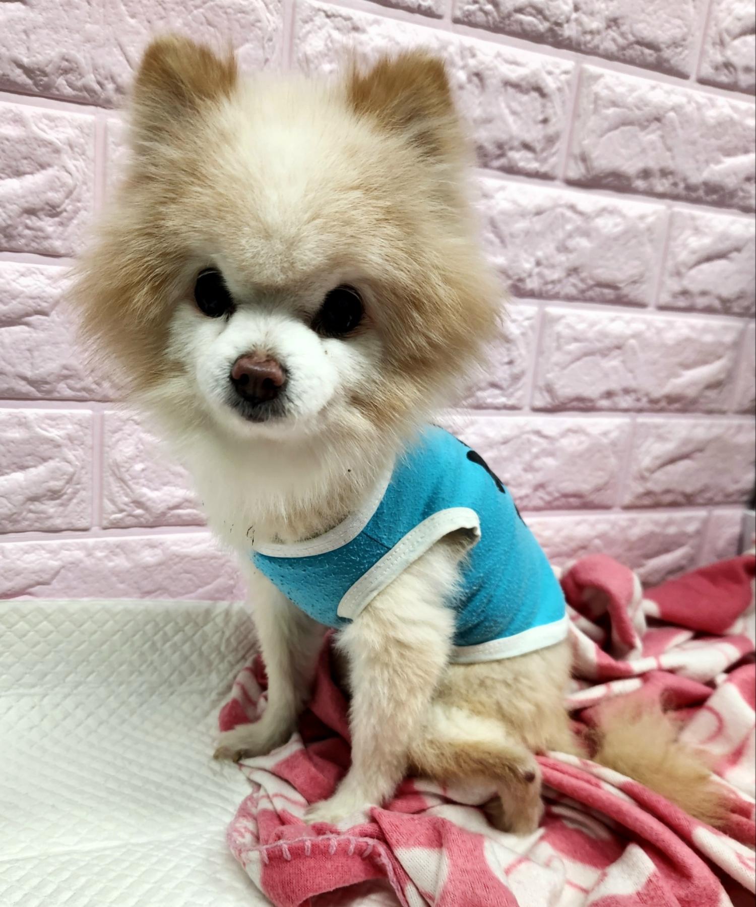 포메라니안 이미지 파일 입니다.