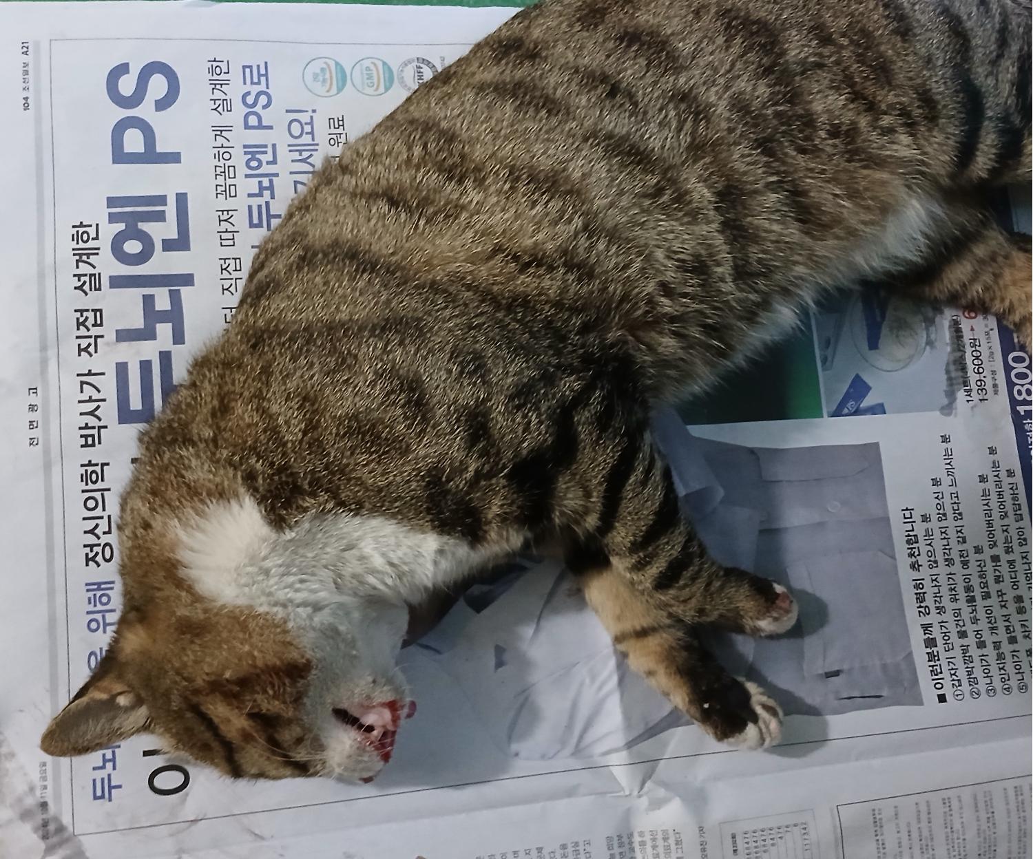 한국 고양이 이미지 파일 입니다.
