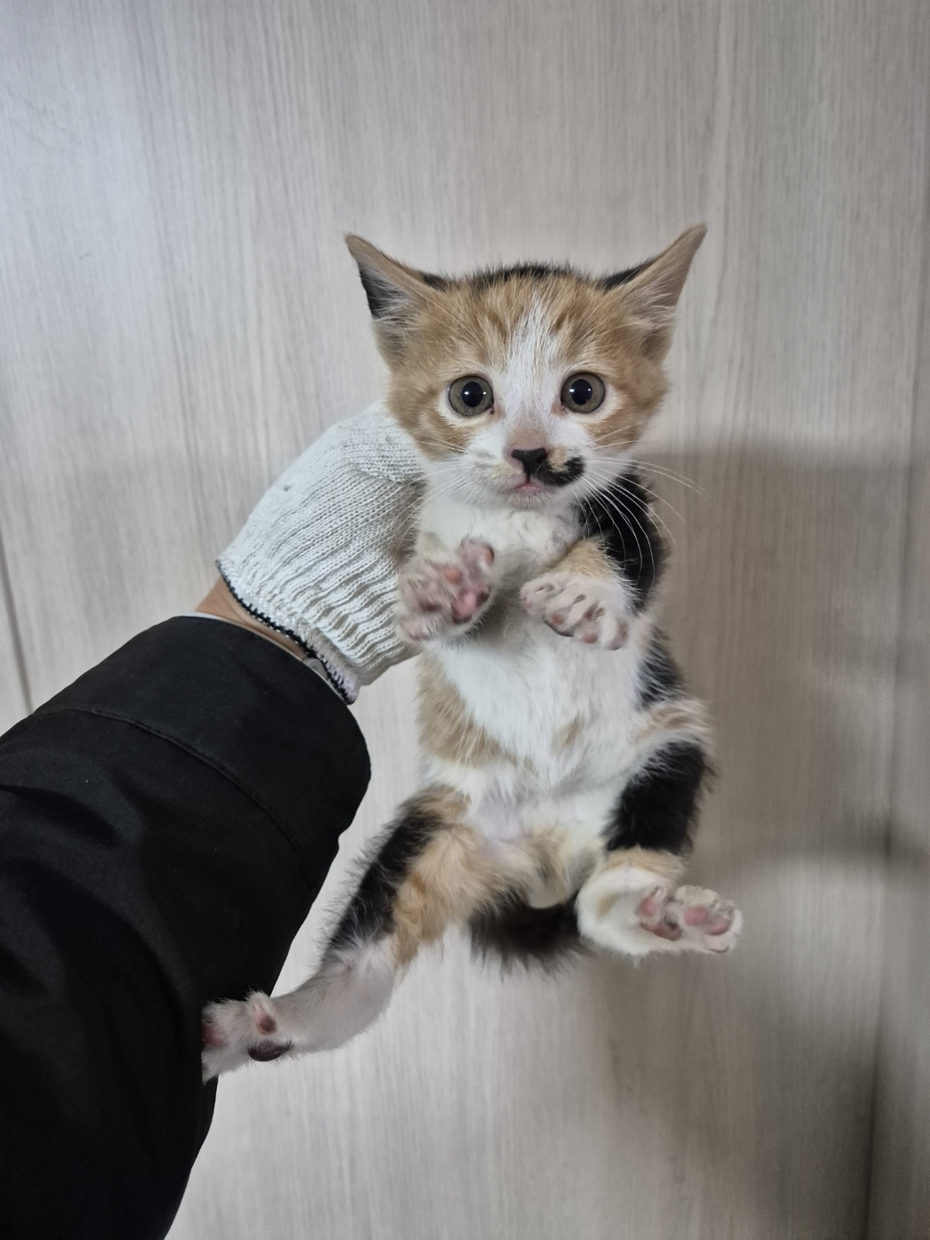 한국 고양이 이미지 파일 입니다.
