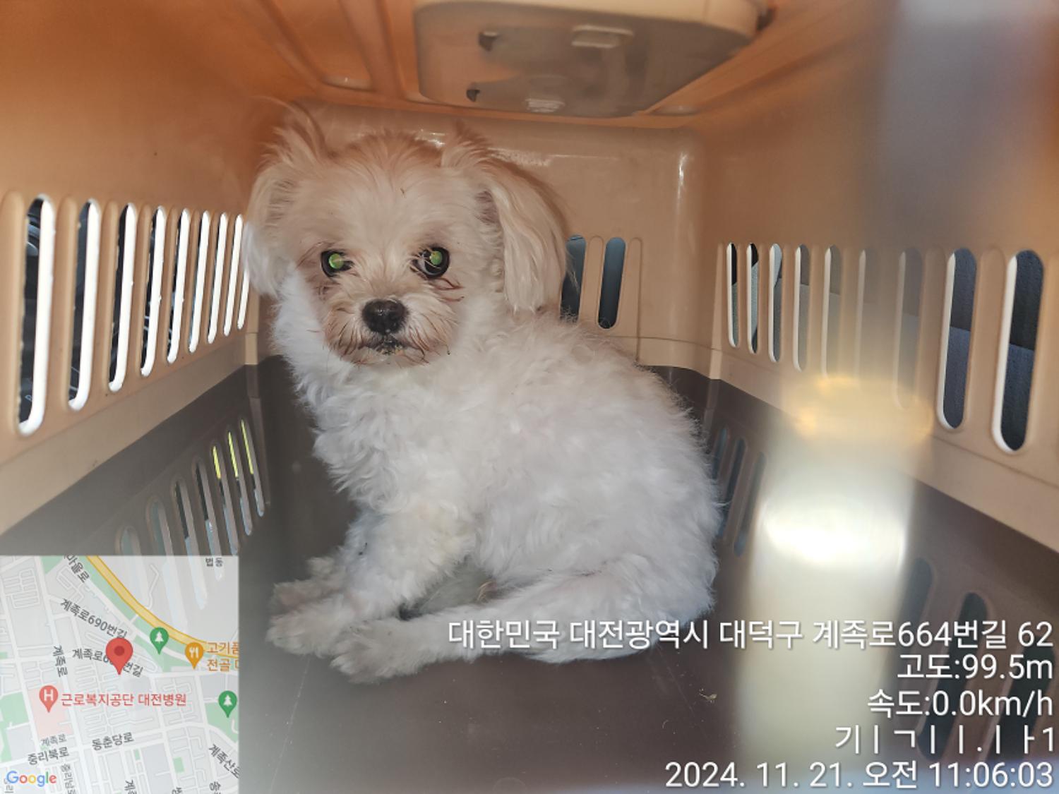 말티즈 이미지 파일 입니다.
