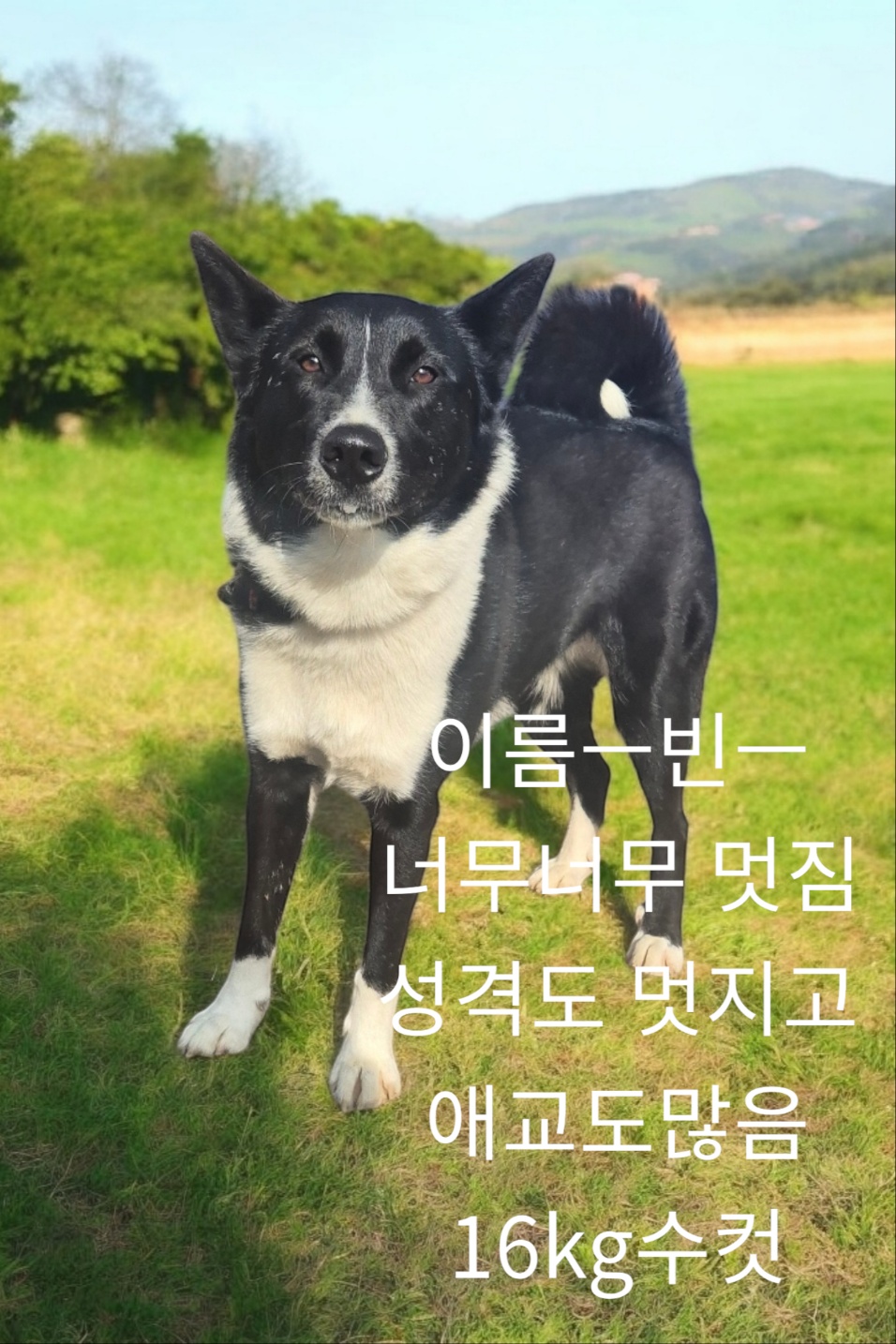 보더콜리믹스인듯 이미지 파일 입니다.