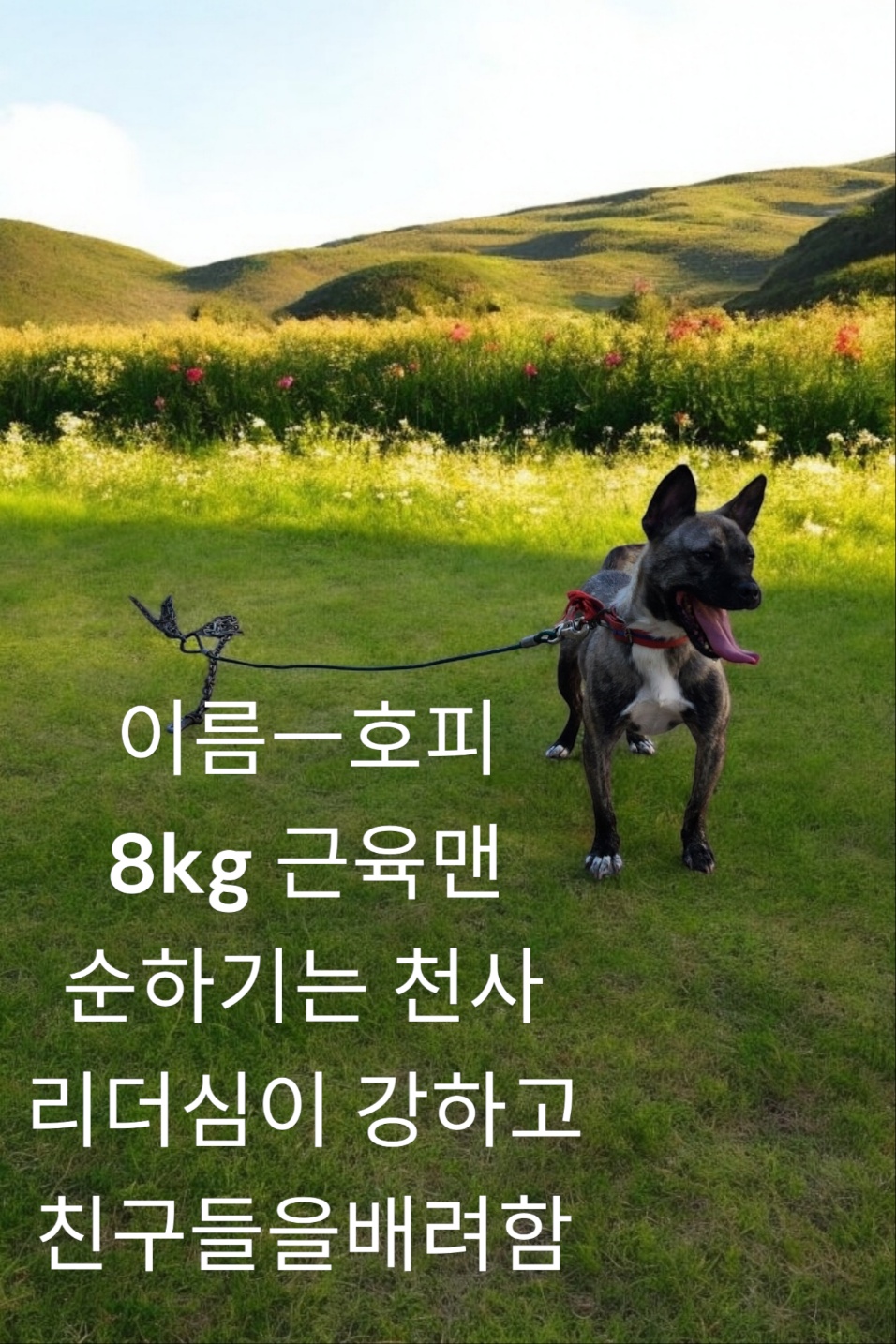 프렌치불독믹스인듯 이미지 파일 입니다.