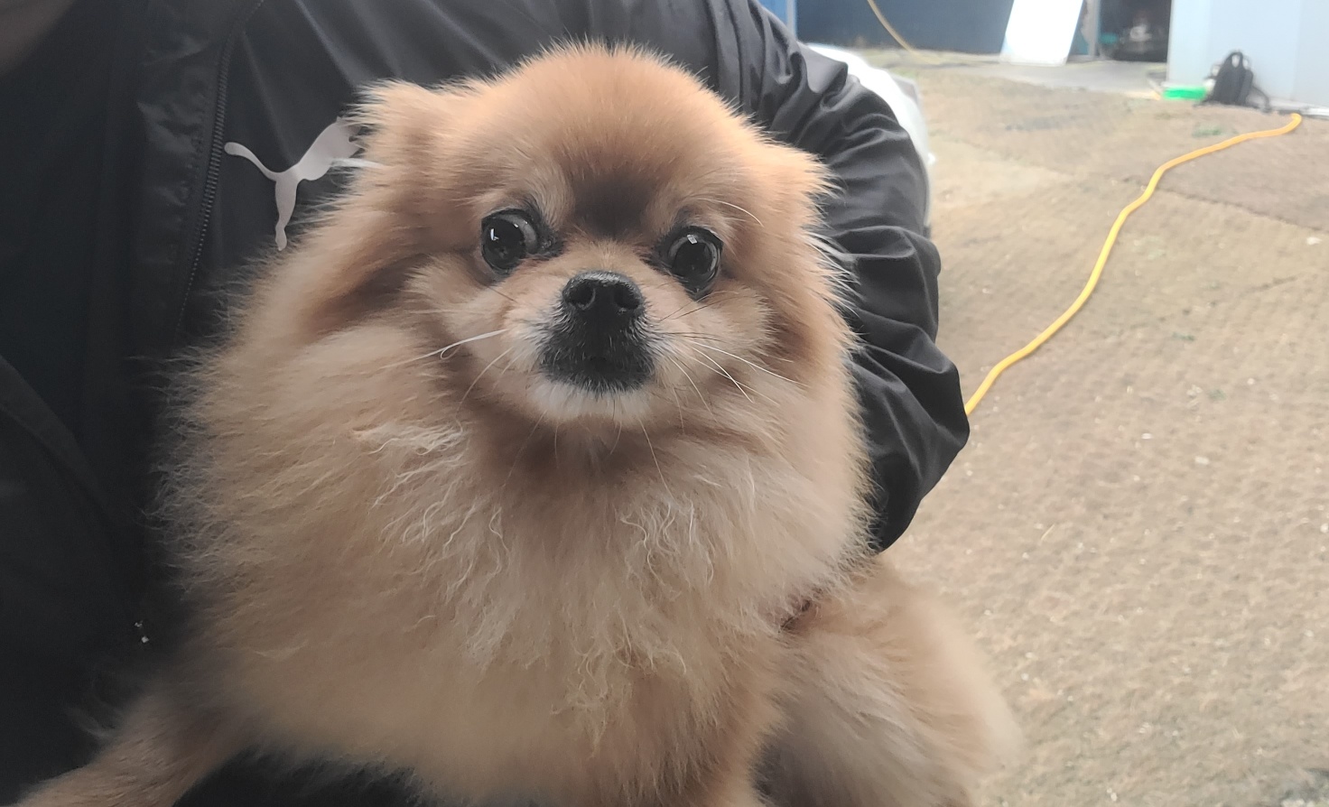 포메라니안 이미지 파일 입니다.