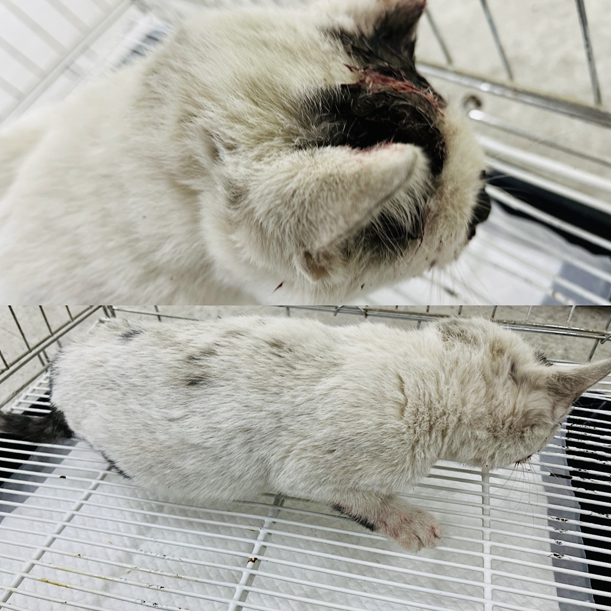 한국 고양이 이미지 파일 입니다.