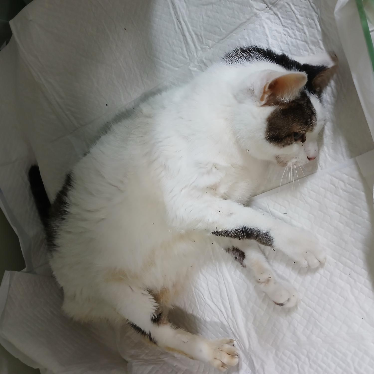 한국 고양이 이미지 파일 입니다.