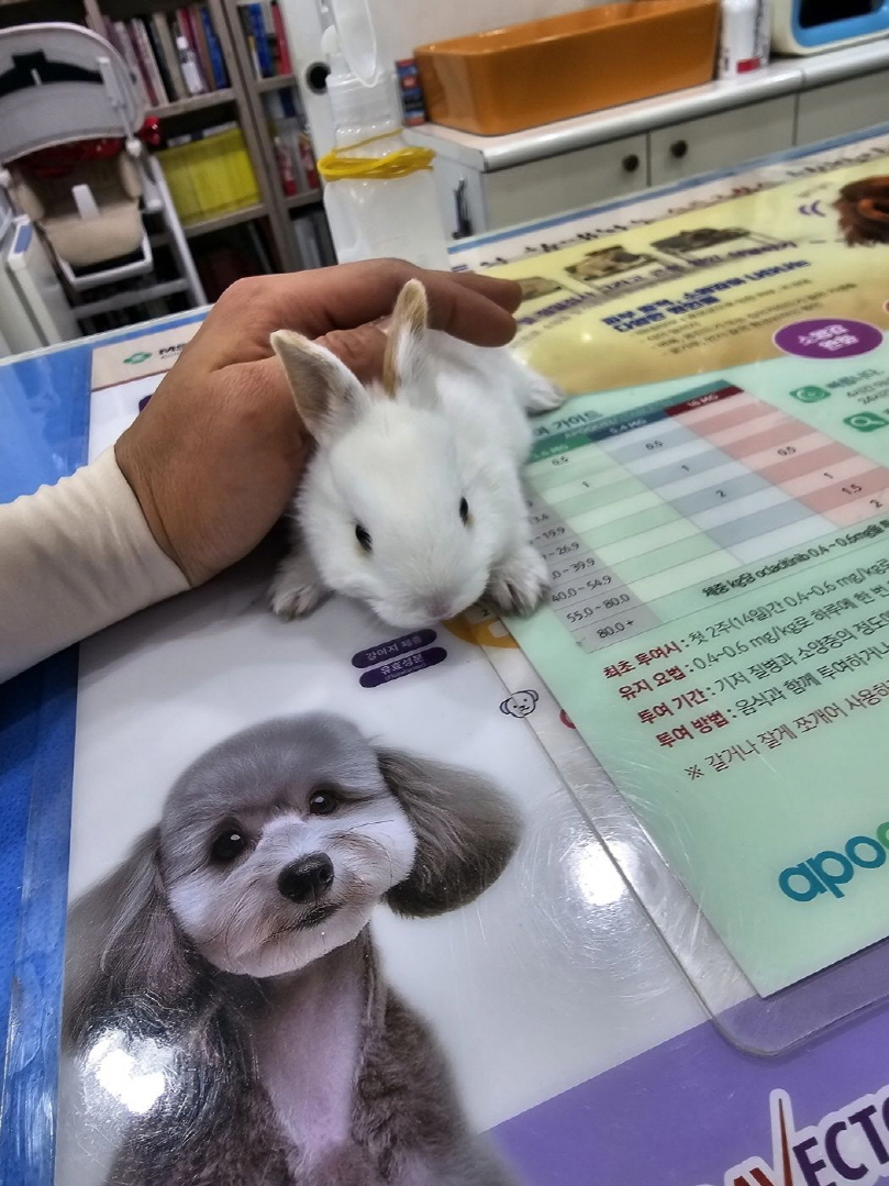 [기타축종] 토끼 이미지 파일 입니다.