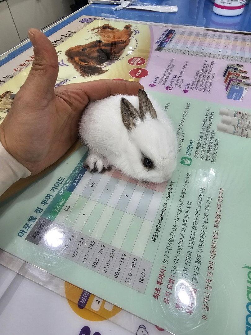 [기타축종] 토끼 이미지 파일 입니다.