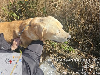 골든 리트리버 이미지 파일 입니다.