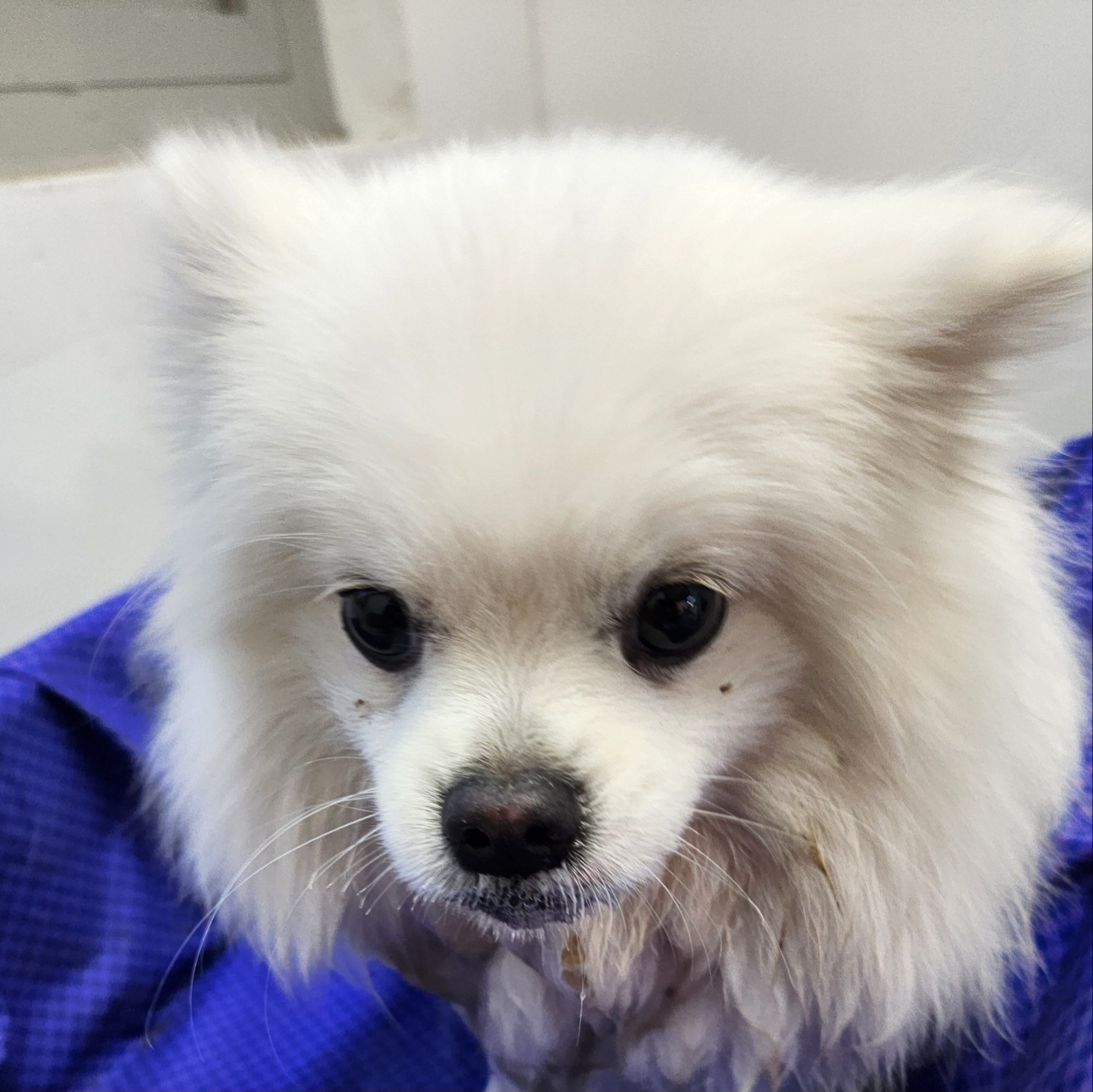 포메라니안 이미지 파일 입니다.