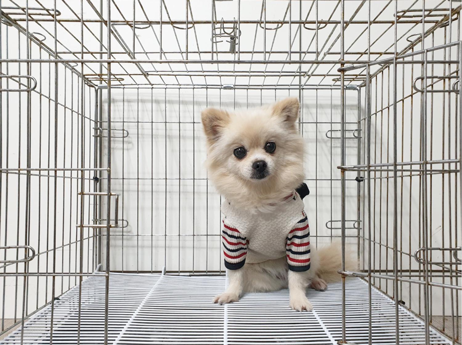 포메라니안 이미지 파일 입니다.