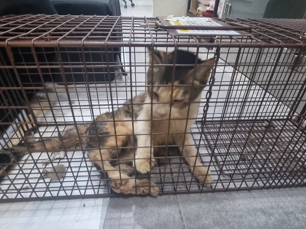 한국 고양이 이미지 파일 입니다.