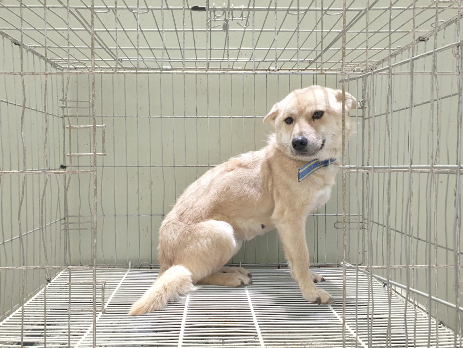 믹스견 이미지 파일 입니다.