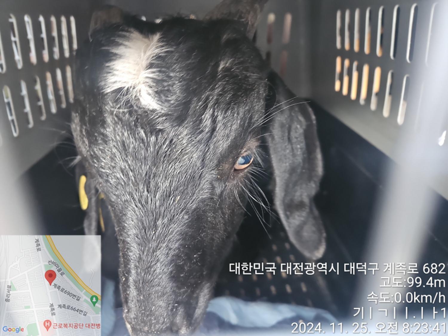 [기타축종] 염소 이미지 파일 입니다.