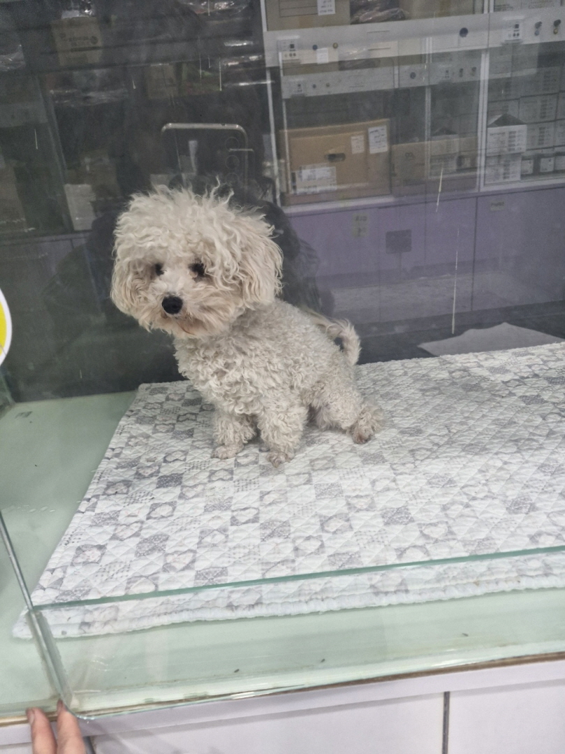 비숑 프리제 이미지 파일 입니다.