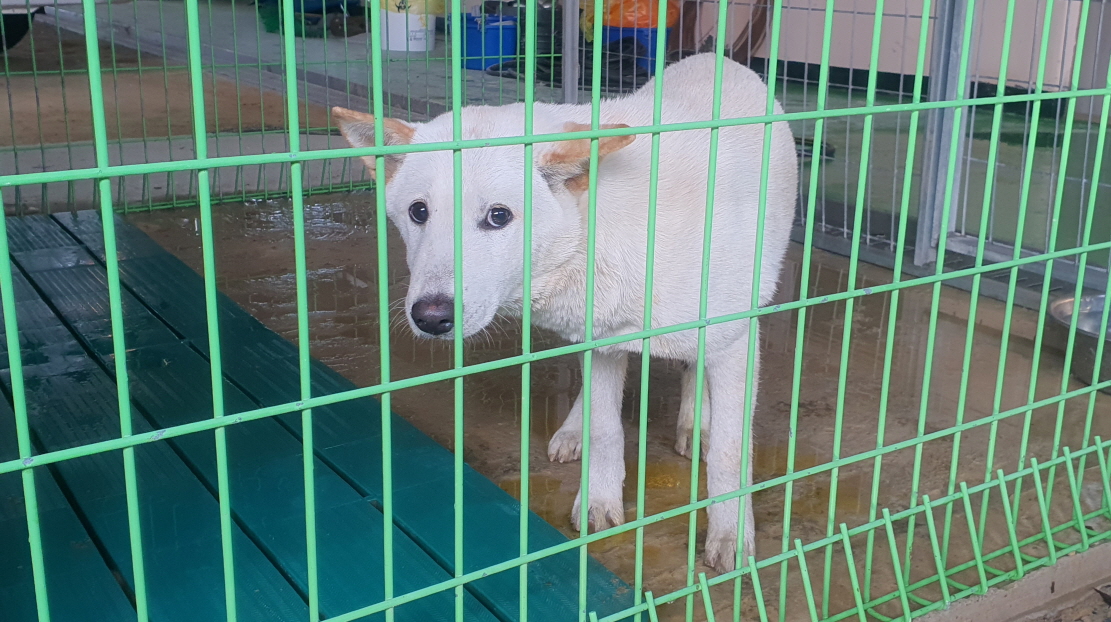 믹스견 이미지 파일 입니다.