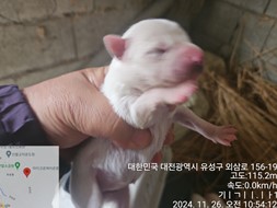 믹스견 이미지 파일 입니다.