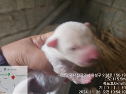 믹스견 이미지 파일 입니다.