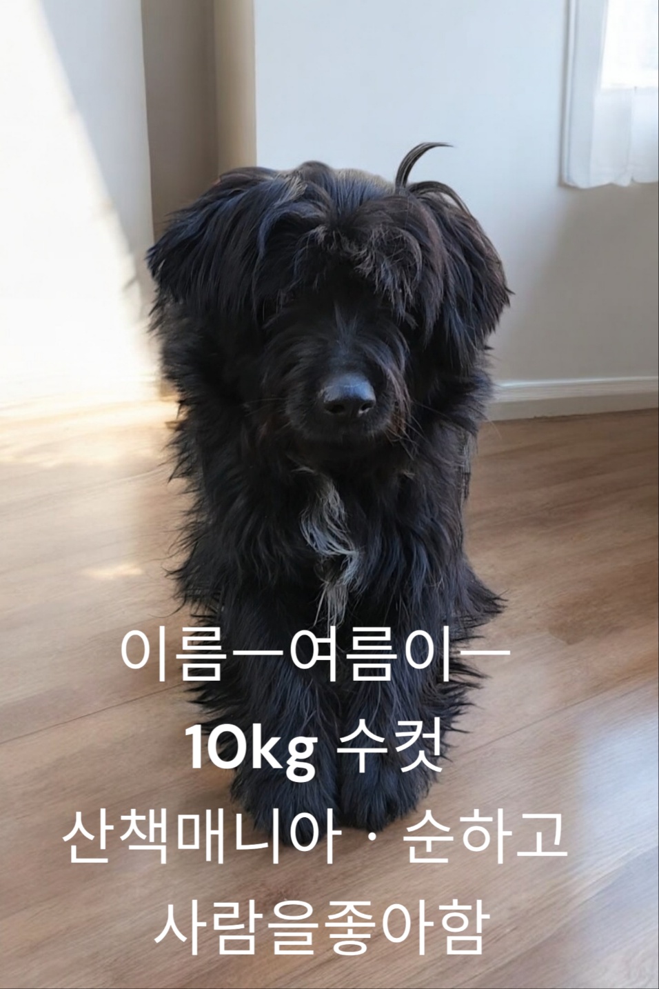 실키테리어 이미지 파일 입니다.