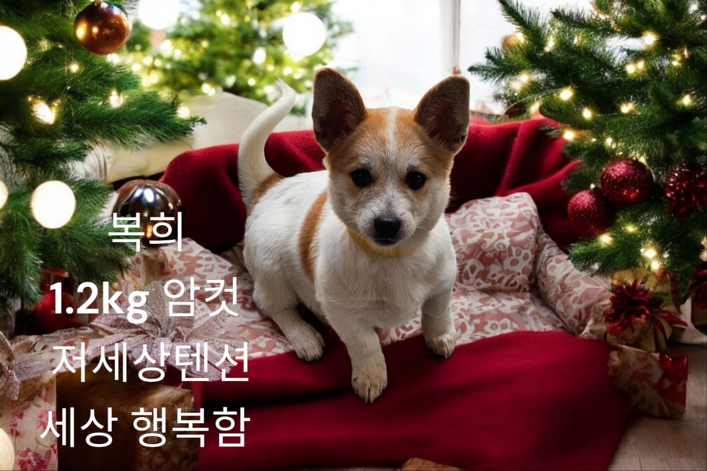 치와와믹스견 이미지 파일 입니다.
