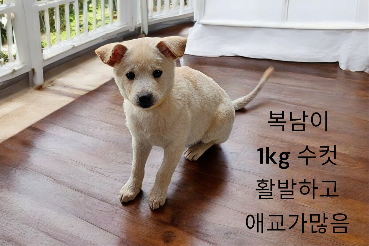 치와와믹스견 이미지 파일 입니다.