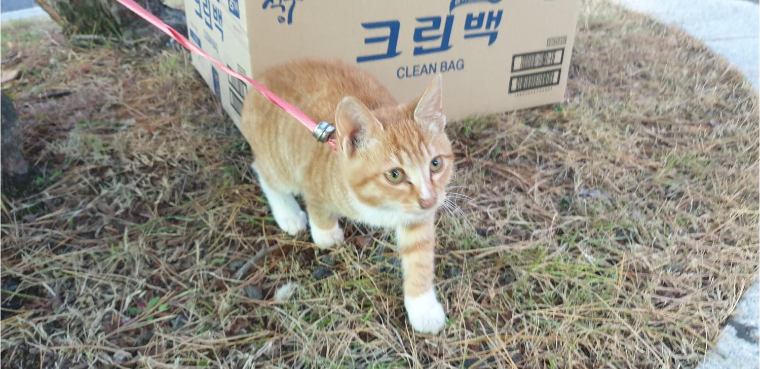 한국 고양이 이미지 파일 입니다.