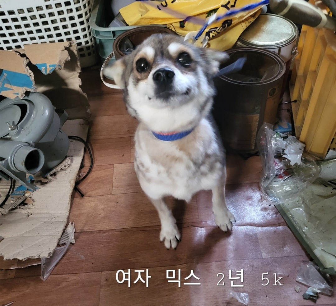 믹스견 이미지 파일 입니다.