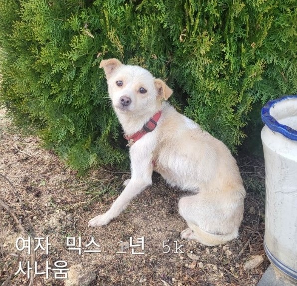 믹스견 이미지 파일 입니다.