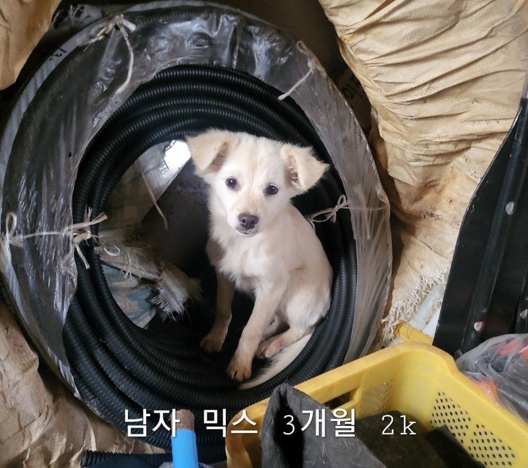 믹스견 이미지 파일 입니다.